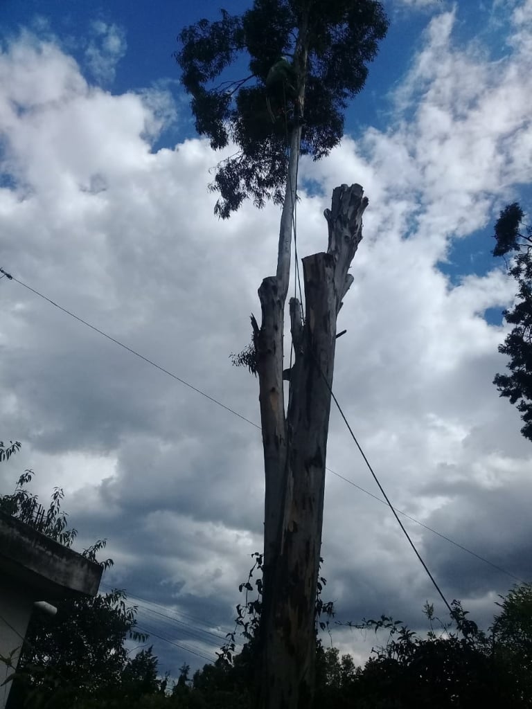 Trabajo de jardinería Compañia Peter 19