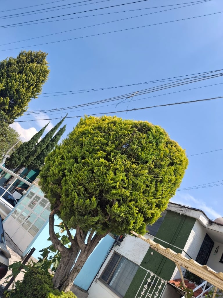 Trabajo de jardinería Compañia Peter 8