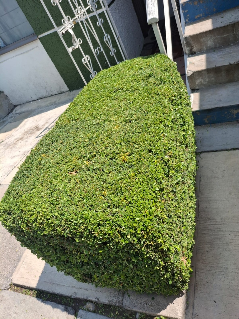 Trabajo de jardinería Compañia Peter 9